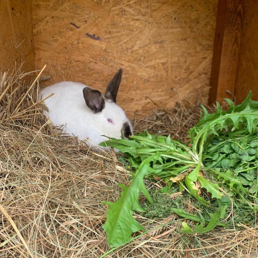 Agro Na Wapniarni Villa Biala  Eksteriør bilde